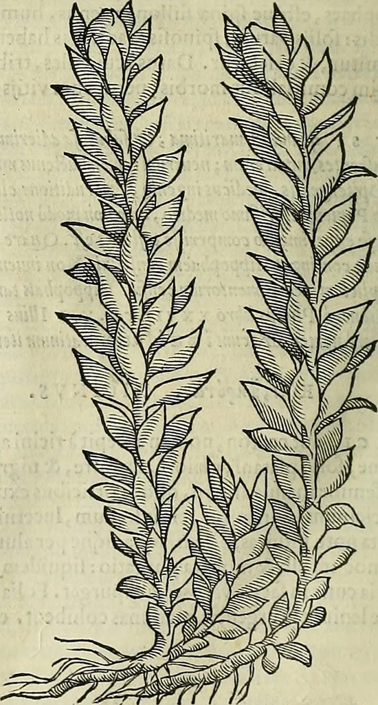 An illustration from Petri Andreae Matthioli Senensis serenissimi Principis Ferdinandi Archiducis Austriae & c., Medici, Commentarii secundo aucti : in libros sex Pedacii Dioscoridis Anazarbei de medica materia. Adiectis quàm plurimis plantarum, & animalium imaginibus quae in priore editione non habentur, eodem authore : his accessit eiusdem apologia adversus Amathum Lusitanum cum censura in eiusdem enarrationes, 1558, leaf 707