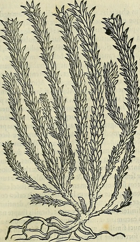An illustration from Petri Andreae Matthioli Senensis serenissimi Principis Ferdinandi Archiducis Austriae & c., Medici, Commentarii secundo aucti : in libros sex Pedacii Dioscoridis Anazarbei de medica materia. Adiectis quàm plurimis plantarum, & animalium imaginibus quae in priore editione non habentur, eodem authore : his accessit eiusdem apologia adversus Amathum Lusitanum cum censura in eiusdem enarrationes, 1558, leaf 708