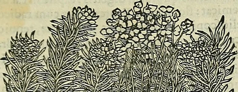 An illustration from Petri Andreae Matthioli Senensis serenissimi Principis Ferdinandi Archiducis Austriae & c., Medici, Commentarii secundo aucti : in libros sex Pedacii Dioscoridis Anazarbei de medica materia. Adiectis quàm plurimis plantarum, & animalium imaginibus quae in priore editione non habentur, eodem authore : his accessit eiusdem apologia adversus Amathum Lusitanum cum censura in eiusdem enarrationes, 1558, leaf 708