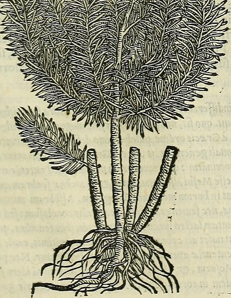 An illustration from Petri Andreae Matthioli Senensis serenissimi Principis Ferdinandi Archiducis Austriae & c., Medici, Commentarii secundo aucti : in libros sex Pedacii Dioscoridis Anazarbei de medica materia. Adiectis quàm plurimis plantarum, & animalium imaginibus quae in priore editione non habentur, eodem authore : his accessit eiusdem apologia adversus Amathum Lusitanum cum censura in eiusdem enarrationes, 1558, leaf 708