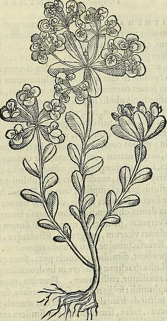 An illustration from Petri Andreae Matthioli Senensis serenissimi Principis Ferdinandi Archiducis Austriae & c., Medici, Commentarii secundo aucti : in libros sex Pedacii Dioscoridis Anazarbei de medica materia. Adiectis quàm plurimis plantarum, & animalium imaginibus quae in priore editione non habentur, eodem authore : his accessit eiusdem apologia adversus Amathum Lusitanum cum censura in eiusdem enarrationes, 1558, leaf 708