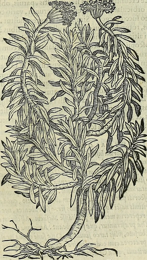 An illustration from Petri Andreae Matthioli Senensis serenissimi Principis Ferdinandi Archiducis Austriae & c., Medici, Commentarii secundo aucti : in libros sex Pedacii Dioscoridis Anazarbei de medica materia. Adiectis quàm plurimis plantarum, & animalium imaginibus quae in priore editione non habentur, eodem authore : his accessit eiusdem apologia adversus Amathum Lusitanum cum censura in eiusdem enarrationes, 1558, leaf 708
