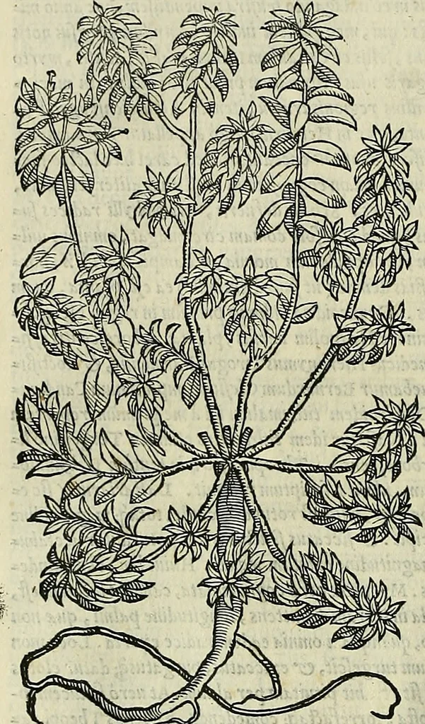 An illustration from Petri Andreae Matthioli Senensis serenissimi Principis Ferdinandi Archiducis Austriae & c., Medici, Commentarii secundo aucti : in libros sex Pedacii Dioscoridis Anazarbei de medica materia. Adiectis quàm plurimis plantarum, & animalium imaginibus quae in priore editione non habentur, eodem authore : his accessit eiusdem apologia adversus Amathum Lusitanum cum censura in eiusdem enarrationes, 1558, leaf 711