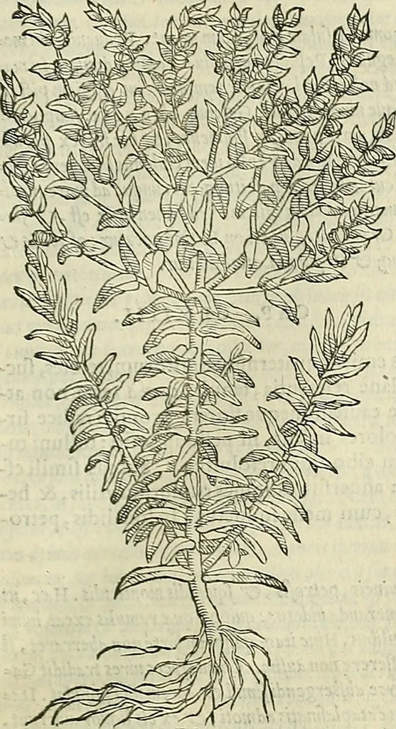 An illustration from Petri Andreae Matthioli Senensis serenissimi Principis Ferdinandi Archiducis Austriae & c., Medici, Commentarii secundo aucti : in libros sex Pedacii Dioscoridis Anazarbei de medica materia. Adiectis quàm plurimis plantarum, & animalium imaginibus quae in priore editione non habentur, eodem authore : his accessit eiusdem apologia adversus Amathum Lusitanum cum censura in eiusdem enarrationes, 1558, leaf 712