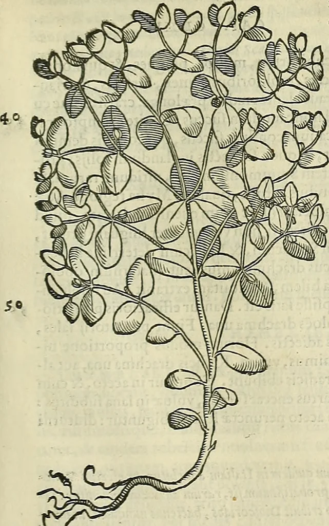 An illustration from Petri Andreae Matthioli Senensis serenissimi Principis Ferdinandi Archiducis Austriae & c., Medici, Commentarii secundo aucti : in libros sex Pedacii Dioscoridis Anazarbei de medica materia. Adiectis quàm plurimis plantarum, & animalium imaginibus quae in priore editione non habentur, eodem authore : his accessit eiusdem apologia adversus Amathum Lusitanum cum censura in eiusdem enarrationes, 1558, leaf 712