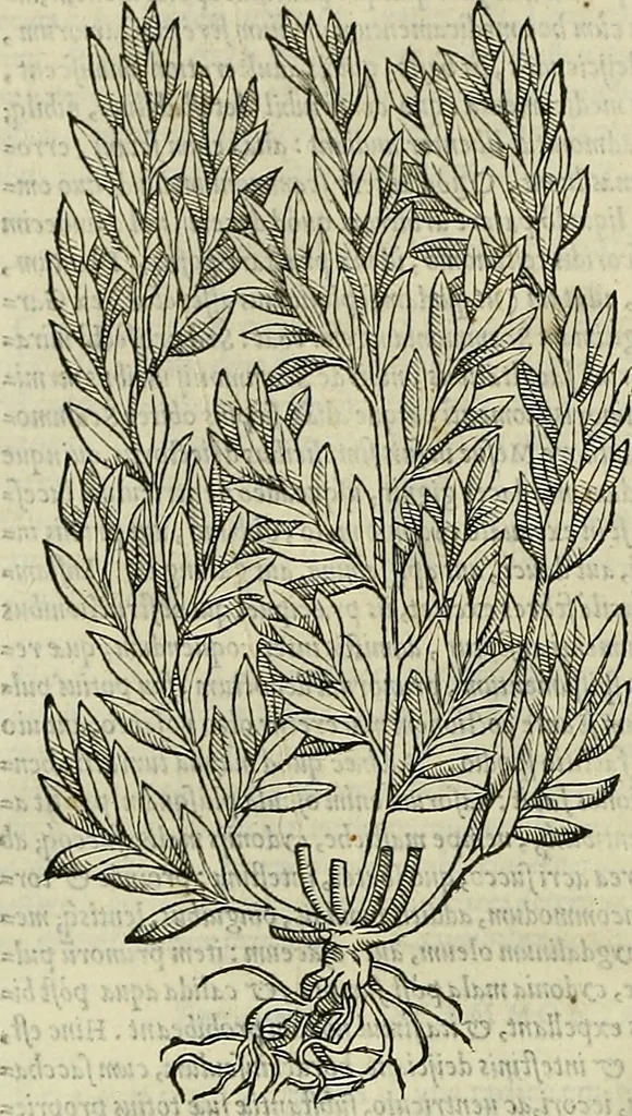 An illustration from Petri Andreae Matthioli Senensis serenissimi Principis Ferdinandi Archiducis Austriae & c., Medici, Commentarii secundo aucti : in libros sex Pedacii Dioscoridis Anazarbei de medica materia. Adiectis quàm plurimis plantarum, & animalium imaginibus quae in priore editione non habentur, eodem authore : his accessit eiusdem apologia adversus Amathum Lusitanum cum censura in eiusdem enarrationes, 1558, leaf 715