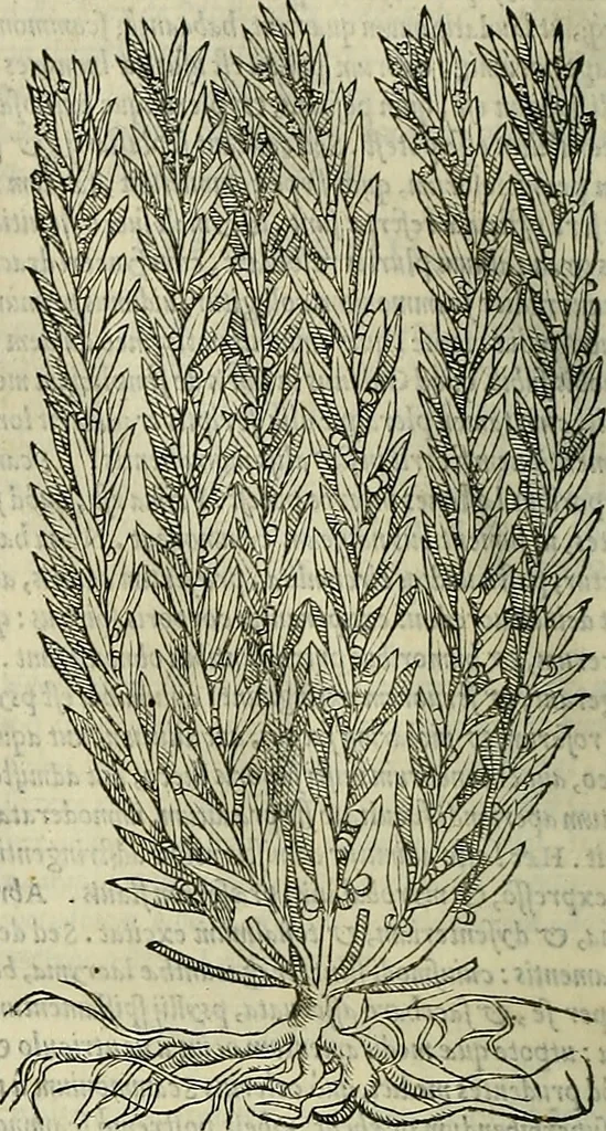An illustration from Petri Andreae Matthioli Senensis serenissimi Principis Ferdinandi Archiducis Austriae & c., Medici, Commentarii secundo aucti : in libros sex Pedacii Dioscoridis Anazarbei de medica materia. Adiectis quàm plurimis plantarum, & animalium imaginibus quae in priore editione non habentur, eodem authore : his accessit eiusdem apologia adversus Amathum Lusitanum cum censura in eiusdem enarrationes, 1558, leaf 715