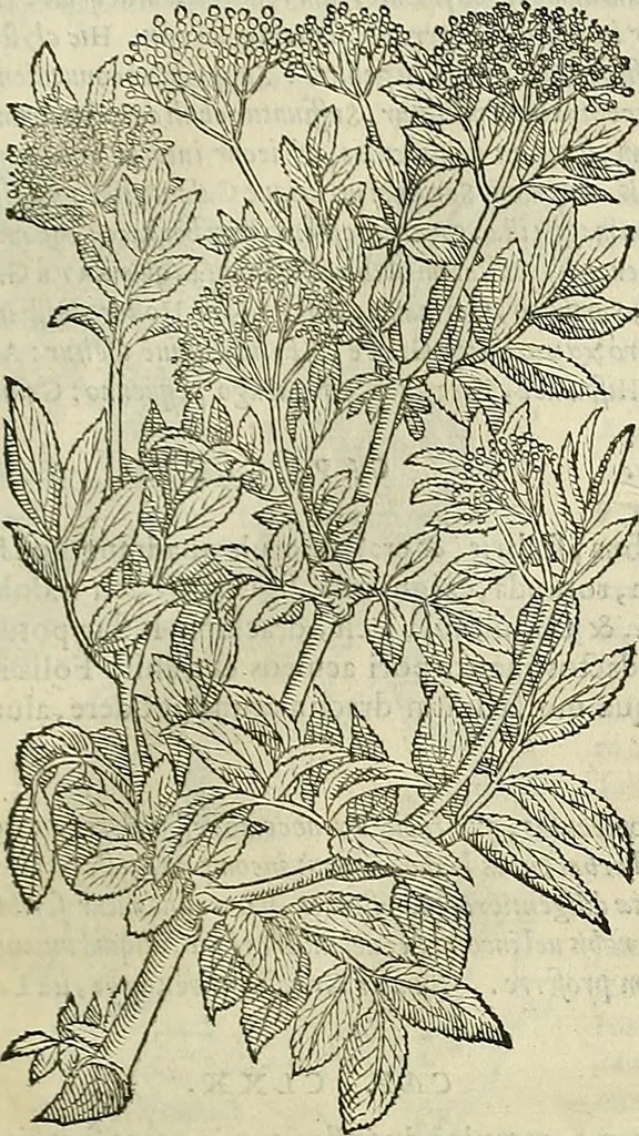 An illustration from Petri Andreae Matthioli Senensis serenissimi Principis Ferdinandi Archiducis Austriae & c., Medici, Commentarii secundo aucti : in libros sex Pedacii Dioscoridis Anazarbei de medica materia. Adiectis quàm plurimis plantarum, & animalium imaginibus quae in priore editione non habentur, eodem authore : his accessit eiusdem apologia adversus Amathum Lusitanum cum censura in eiusdem enarrationes, 1558, leaf 716