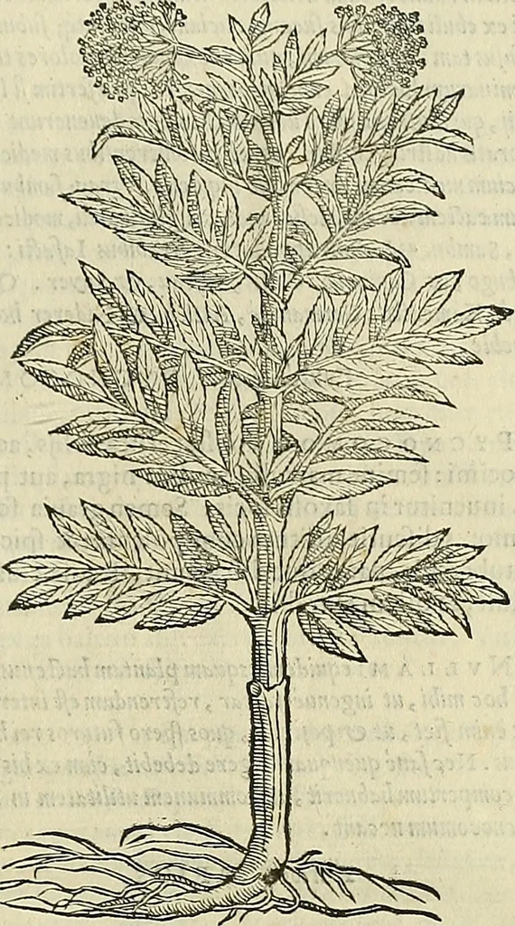 An illustration from Petri Andreae Matthioli Senensis serenissimi Principis Ferdinandi Archiducis Austriae & c., Medici, Commentarii secundo aucti : in libros sex Pedacii Dioscoridis Anazarbei de medica materia. Adiectis quàm plurimis plantarum, & animalium imaginibus quae in priore editione non habentur, eodem authore : his accessit eiusdem apologia adversus Amathum Lusitanum cum censura in eiusdem enarrationes, 1558, leaf 716