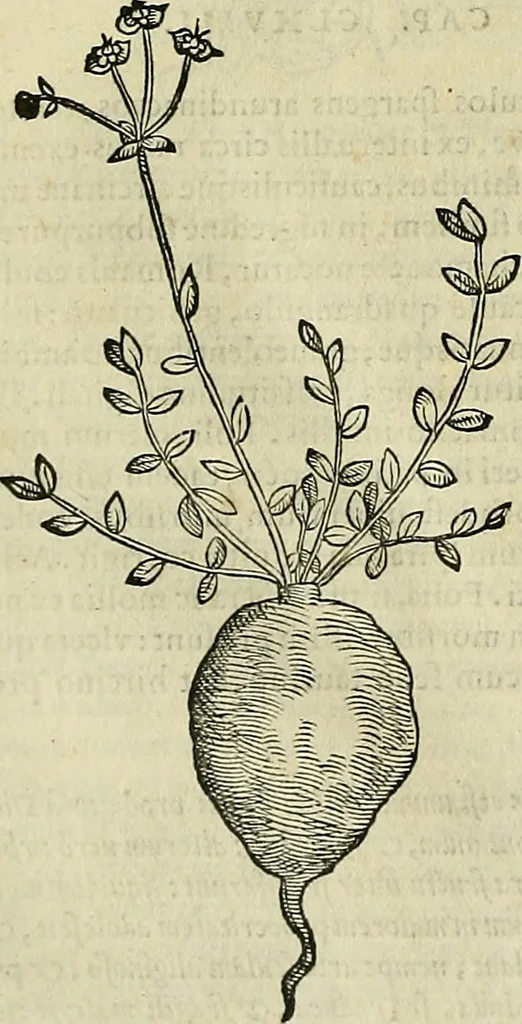 An illustration from Petri Andreae Matthioli Senensis serenissimi Principis Ferdinandi Archiducis Austriae & c., Medici, Commentarii secundo aucti : in libros sex Pedacii Dioscoridis Anazarbei de medica materia. Adiectis quàm plurimis plantarum, & animalium imaginibus quae in priore editione non habentur, eodem authore : his accessit eiusdem apologia adversus Amathum Lusitanum cum censura in eiusdem enarrationes, 1558, leaf 717
