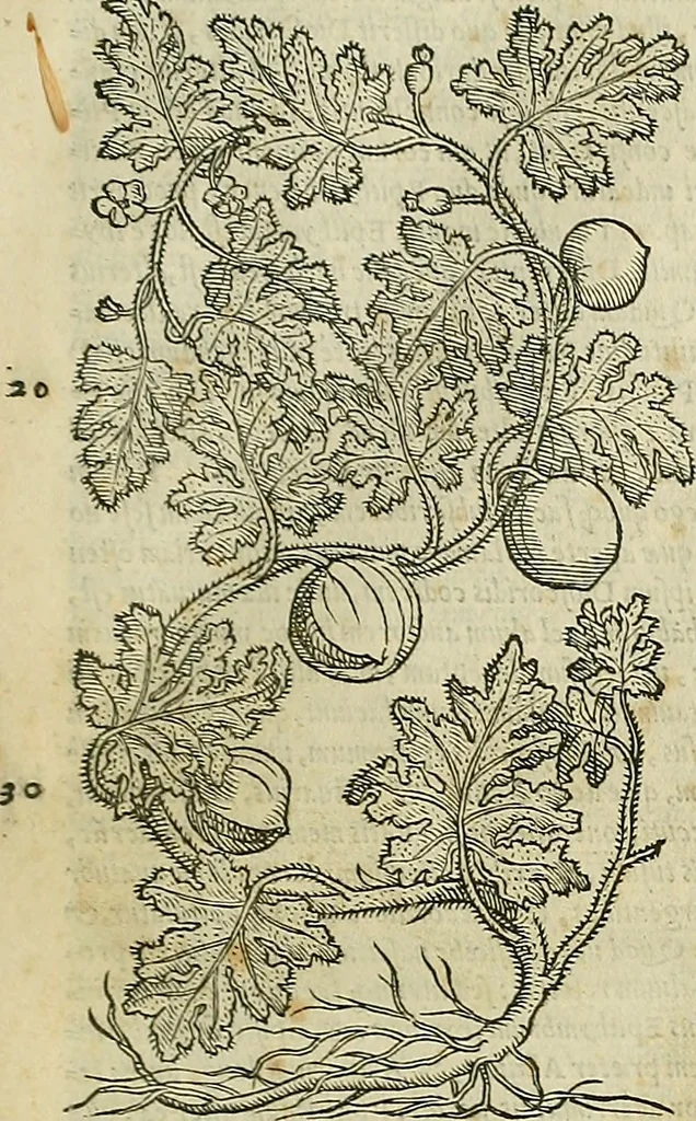 An illustration from Petri Andreae Matthioli Senensis serenissimi Principis Ferdinandi Archiducis Austriae & c., Medici, Commentarii secundo aucti : in libros sex Pedacii Dioscoridis Anazarbei de medica materia. Adiectis quàm plurimis plantarum, & animalium imaginibus quae in priore editione non habentur, eodem authore : his accessit eiusdem apologia adversus Amathum Lusitanum cum censura in eiusdem enarrationes, 1558, leaf 718