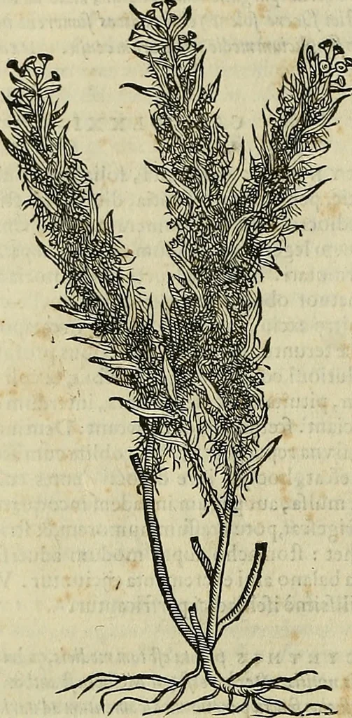 An illustration from Petri Andreae Matthioli Senensis serenissimi Principis Ferdinandi Archiducis Austriae & c., Medici, Commentarii secundo aucti : in libros sex Pedacii Dioscoridis Anazarbei de medica materia. Adiectis quàm plurimis plantarum, & animalium imaginibus quae in priore editione non habentur, eodem authore : his accessit eiusdem apologia adversus Amathum Lusitanum cum censura in eiusdem enarrationes, 1558, leaf 719