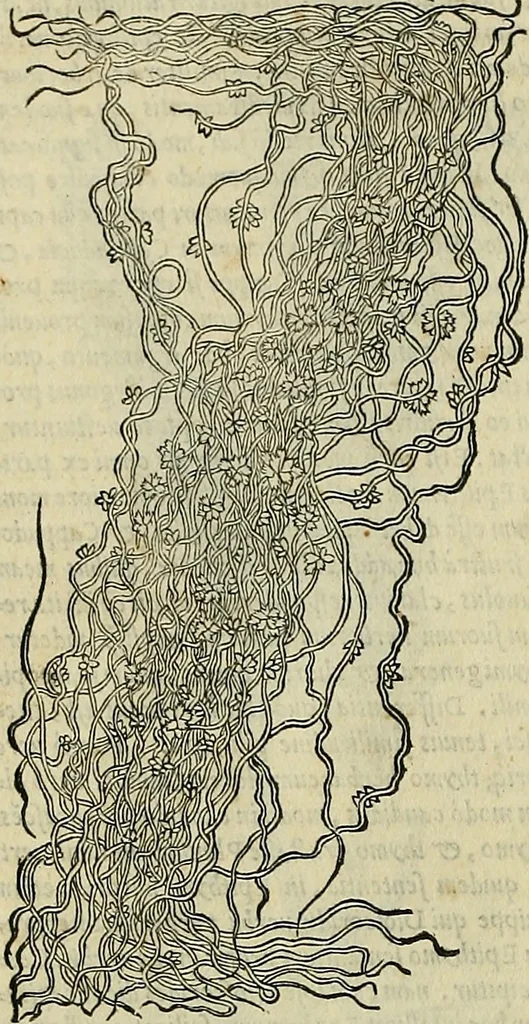An illustration from Petri Andreae Matthioli Senensis serenissimi Principis Ferdinandi Archiducis Austriae & c., Medici, Commentarii secundo aucti : in libros sex Pedacii Dioscoridis Anazarbei de medica materia. Adiectis quàm plurimis plantarum, & animalium imaginibus quae in priore editione non habentur, eodem authore : his accessit eiusdem apologia adversus Amathum Lusitanum cum censura in eiusdem enarrationes, 1558, leaf 721