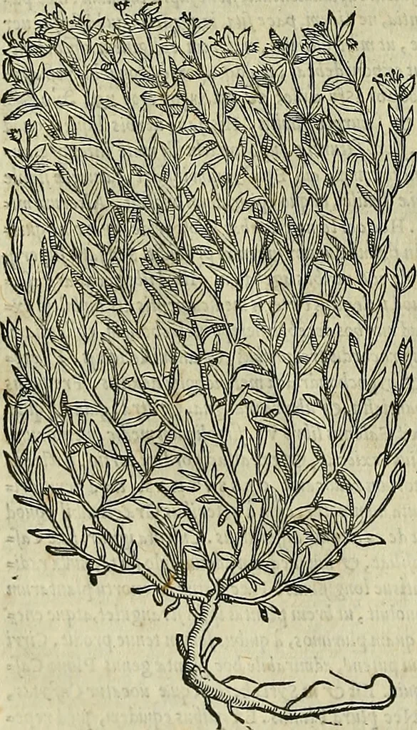 An illustration from Petri Andreae Matthioli Senensis serenissimi Principis Ferdinandi Archiducis Austriae & c., Medici, Commentarii secundo aucti : in libros sex Pedacii Dioscoridis Anazarbei de medica materia. Adiectis quàm plurimis plantarum, & animalium imaginibus quae in priore editione non habentur, eodem authore : his accessit eiusdem apologia adversus Amathum Lusitanum cum censura in eiusdem enarrationes, 1558, leaf 721
