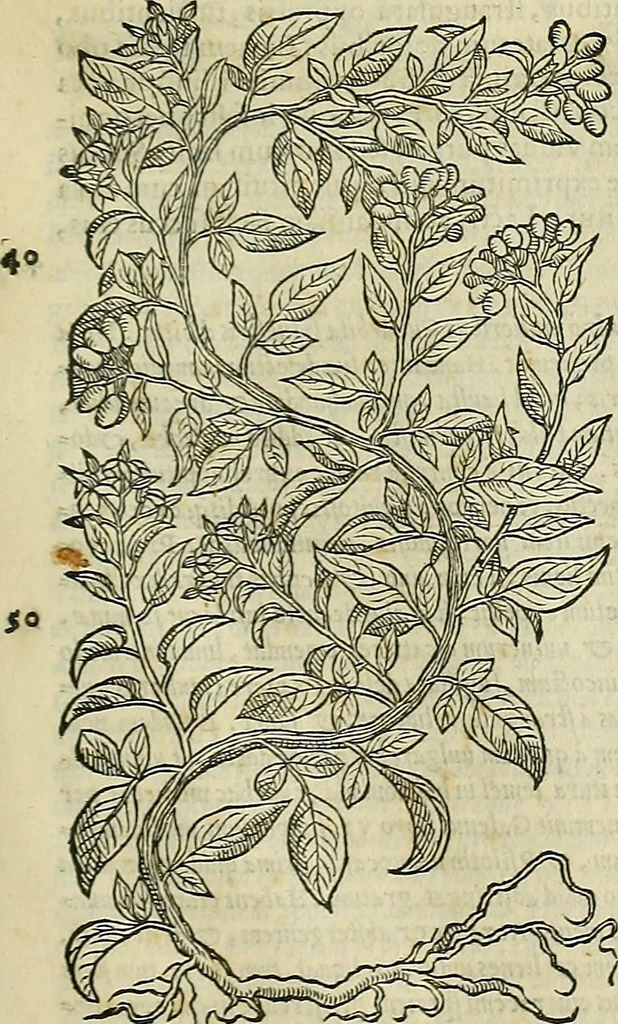 An illustration from Petri Andreae Matthioli Senensis serenissimi Principis Ferdinandi Archiducis Austriae & c., Medici, Commentarii secundo aucti : in libros sex Pedacii Dioscoridis Anazarbei de medica materia. Adiectis quàm plurimis plantarum, & animalium imaginibus quae in priore editione non habentur, eodem authore : his accessit eiusdem apologia adversus Amathum Lusitanum cum censura in eiusdem enarrationes, 1558, leaf 722