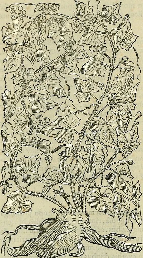 An illustration from Petri Andreae Matthioli Senensis serenissimi Principis Ferdinandi Archiducis Austriae & c., Medici, Commentarii secundo aucti : in libros sex Pedacii Dioscoridis Anazarbei de medica materia. Adiectis quàm plurimis plantarum, & animalium imaginibus quae in priore editione non habentur, eodem authore : his accessit eiusdem apologia adversus Amathum Lusitanum cum censura in eiusdem enarrationes, 1558, leaf 723