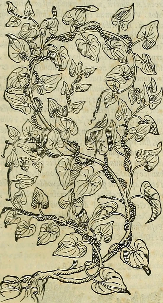 An illustration from Petri Andreae Matthioli Senensis serenissimi Principis Ferdinandi Archiducis Austriae & c., Medici, Commentarii secundo aucti : in libros sex Pedacii Dioscoridis Anazarbei de medica materia. Adiectis quàm plurimis plantarum, & animalium imaginibus quae in priore editione non habentur, eodem authore : his accessit eiusdem apologia adversus Amathum Lusitanum cum censura in eiusdem enarrationes, 1558, leaf 724