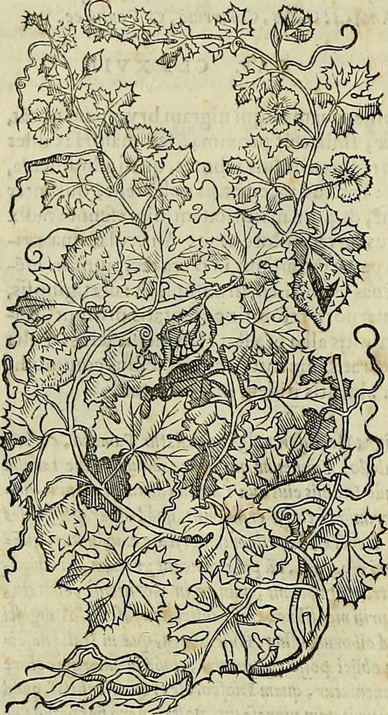 An illustration from Petri Andreae Matthioli Senensis serenissimi Principis Ferdinandi Archiducis Austriae & c., Medici, Commentarii secundo aucti : in libros sex Pedacii Dioscoridis Anazarbei de medica materia. Adiectis quàm plurimis plantarum, & animalium imaginibus quae in priore editione non habentur, eodem authore : his accessit eiusdem apologia adversus Amathum Lusitanum cum censura in eiusdem enarrationes, 1558, leaf 725