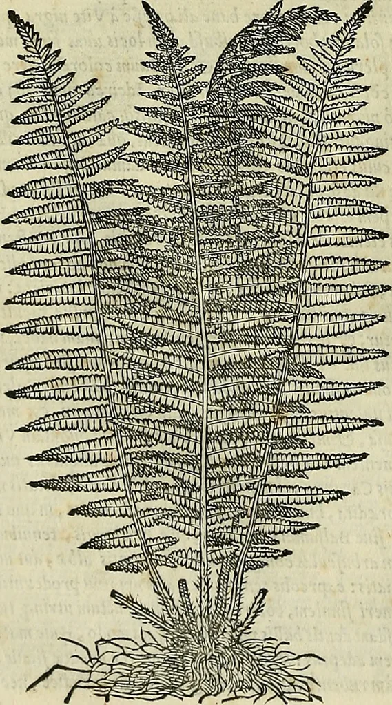 An illustration from Petri Andreae Matthioli Senensis serenissimi Principis Ferdinandi Archiducis Austriae & c., Medici, Commentarii secundo aucti : in libros sex Pedacii Dioscoridis Anazarbei de medica materia. Adiectis quàm plurimis plantarum, & animalium imaginibus quae in priore editione non habentur, eodem authore : his accessit eiusdem apologia adversus Amathum Lusitanum cum censura in eiusdem enarrationes, 1558, leaf 725