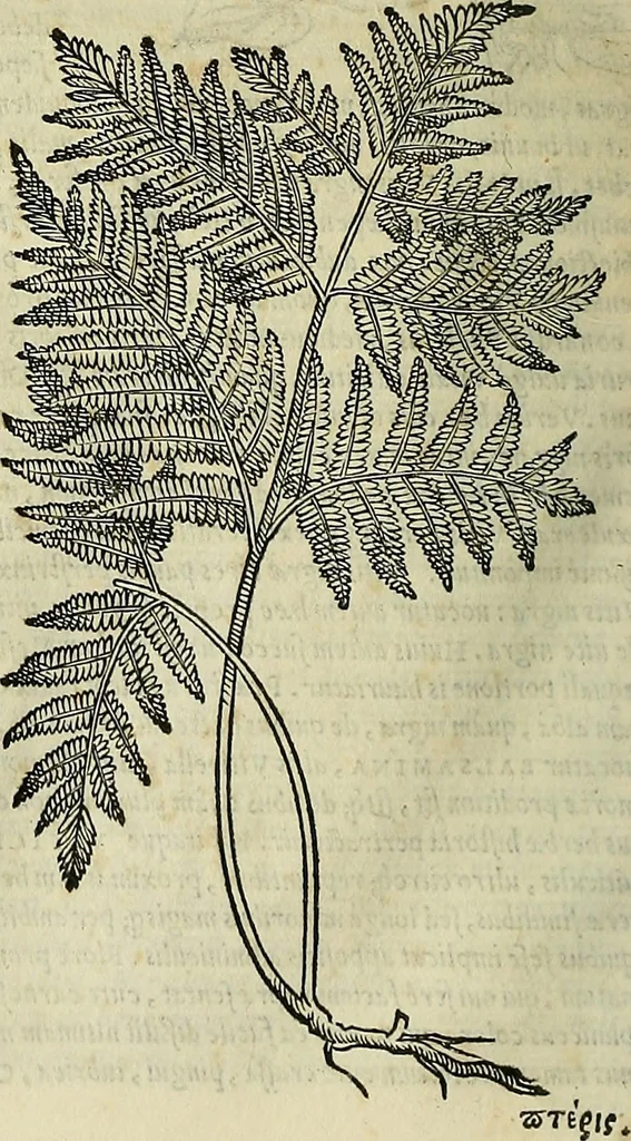 An illustration from Petri Andreae Matthioli Senensis serenissimi Principis Ferdinandi Archiducis Austriae & c., Medici, Commentarii secundo aucti : in libros sex Pedacii Dioscoridis Anazarbei de medica materia. Adiectis quàm plurimis plantarum, & animalium imaginibus quae in priore editione non habentur, eodem authore : his accessit eiusdem apologia adversus Amathum Lusitanum cum censura in eiusdem enarrationes, 1558, leaf 725