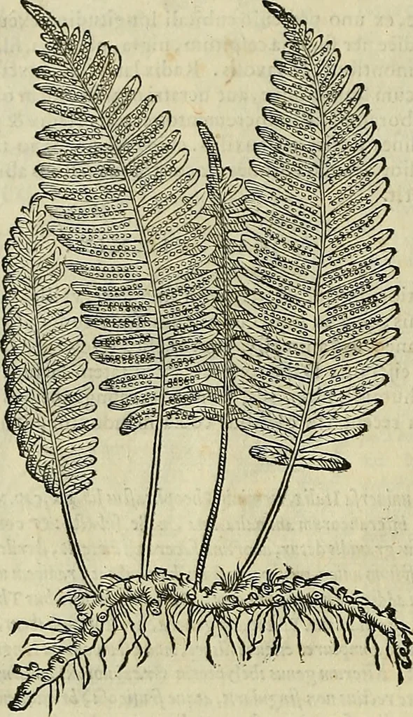 An illustration from Petri Andreae Matthioli Senensis serenissimi Principis Ferdinandi Archiducis Austriae & c., Medici, Commentarii secundo aucti : in libros sex Pedacii Dioscoridis Anazarbei de medica materia. Adiectis quàm plurimis plantarum, & animalium imaginibus quae in priore editione non habentur, eodem authore : his accessit eiusdem apologia adversus Amathum Lusitanum cum censura in eiusdem enarrationes, 1558, leaf 727