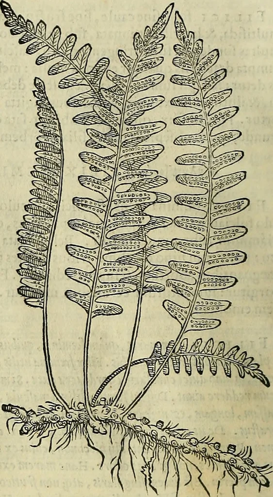 An illustration from Petri Andreae Matthioli Senensis serenissimi Principis Ferdinandi Archiducis Austriae & c., Medici, Commentarii secundo aucti : in libros sex Pedacii Dioscoridis Anazarbei de medica materia. Adiectis quàm plurimis plantarum, & animalium imaginibus quae in priore editione non habentur, eodem authore : his accessit eiusdem apologia adversus Amathum Lusitanum cum censura in eiusdem enarrationes, 1558, leaf 727