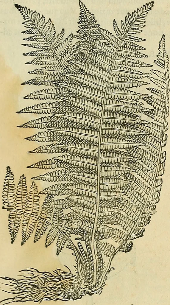 An illustration from Petri Andreae Matthioli Senensis serenissimi Principis Ferdinandi Archiducis Austriae & c., Medici, Commentarii secundo aucti : in libros sex Pedacii Dioscoridis Anazarbei de medica materia. Adiectis quàm plurimis plantarum, & animalium imaginibus quae in priore editione non habentur, eodem authore : his accessit eiusdem apologia adversus Amathum Lusitanum cum censura in eiusdem enarrationes, 1558, leaf 728