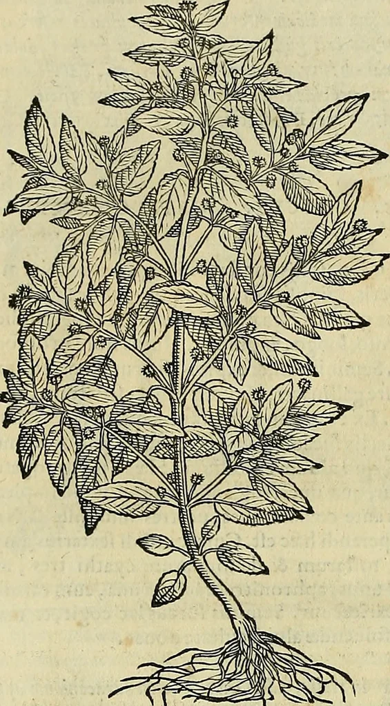 An illustration from Petri Andreae Matthioli Senensis serenissimi Principis Ferdinandi Archiducis Austriae & c., Medici, Commentarii secundo aucti : in libros sex Pedacii Dioscoridis Anazarbei de medica materia. Adiectis quàm plurimis plantarum, & animalium imaginibus quae in priore editione non habentur, eodem authore : his accessit eiusdem apologia adversus Amathum Lusitanum cum censura in eiusdem enarrationes, 1558, leaf 729