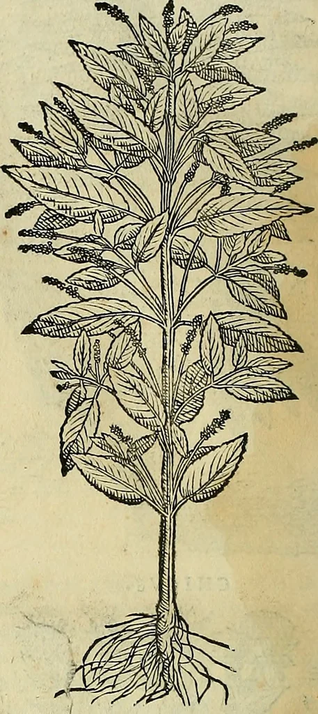 An illustration from Petri Andreae Matthioli Senensis serenissimi Principis Ferdinandi Archiducis Austriae & c., Medici, Commentarii secundo aucti : in libros sex Pedacii Dioscoridis Anazarbei de medica materia. Adiectis quàm plurimis plantarum, & animalium imaginibus quae in priore editione non habentur, eodem authore : his accessit eiusdem apologia adversus Amathum Lusitanum cum censura in eiusdem enarrationes, 1558, leaf 729