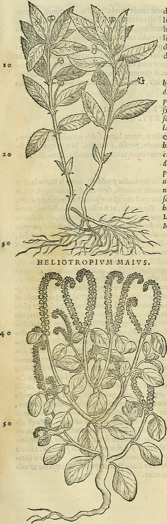 An illustration from Petri Andreae Matthioli Senensis serenissimi Principis Ferdinandi Archiducis Austriae & c., Medici, Commentarii secundo aucti : in libros sex Pedacii Dioscoridis Anazarbei de medica materia. Adiectis quàm plurimis plantarum, & animalium imaginibus quae in priore editione non habentur, eodem authore : his accessit eiusdem apologia adversus Amathum Lusitanum cum censura in eiusdem enarrationes, 1558, leaf 730
