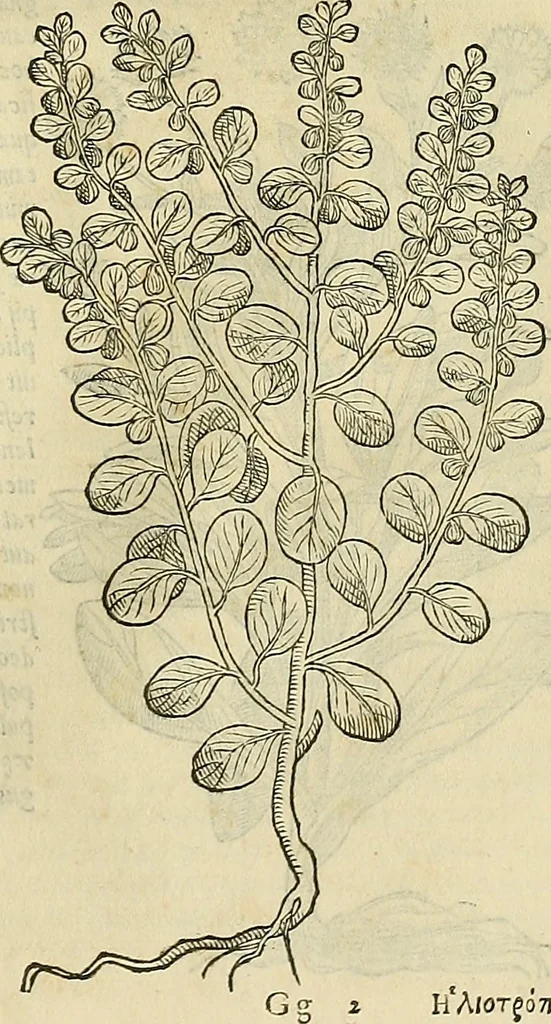 An illustration from Petri Andreae Matthioli Senensis serenissimi Principis Ferdinandi Archiducis Austriae & c., Medici, Commentarii secundo aucti : in libros sex Pedacii Dioscoridis Anazarbei de medica materia. Adiectis quàm plurimis plantarum, & animalium imaginibus quae in priore editione non habentur, eodem authore : his accessit eiusdem apologia adversus Amathum Lusitanum cum censura in eiusdem enarrationes, 1558, leaf 730