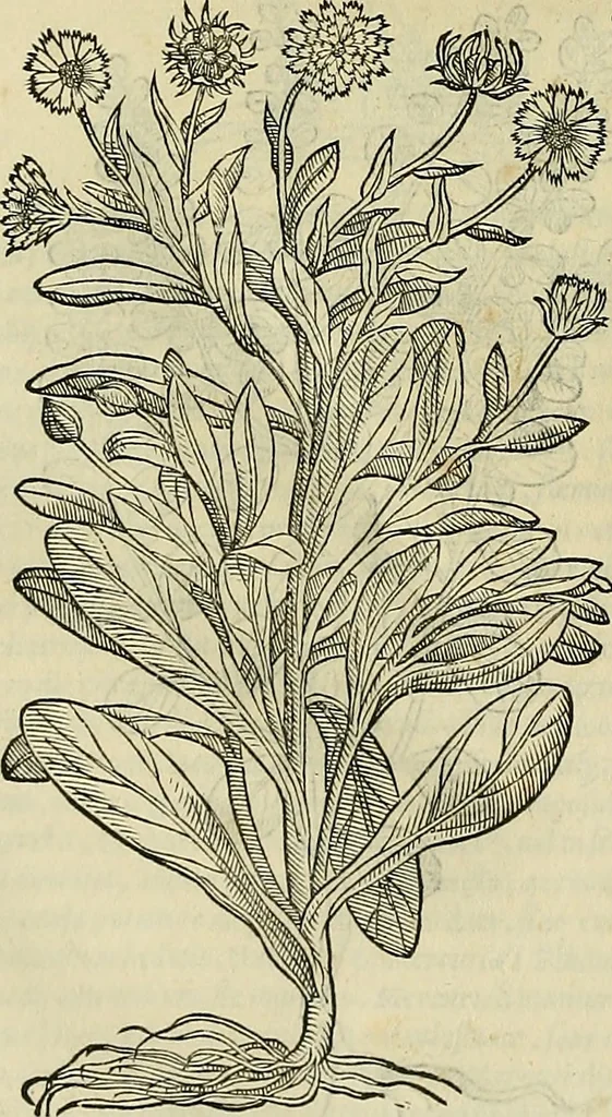 An illustration from Petri Andreae Matthioli Senensis serenissimi Principis Ferdinandi Archiducis Austriae & c., Medici, Commentarii secundo aucti : in libros sex Pedacii Dioscoridis Anazarbei de medica materia. Adiectis quàm plurimis plantarum, & animalium imaginibus quae in priore editione non habentur, eodem authore : his accessit eiusdem apologia adversus Amathum Lusitanum cum censura in eiusdem enarrationes, 1558, leaf 731