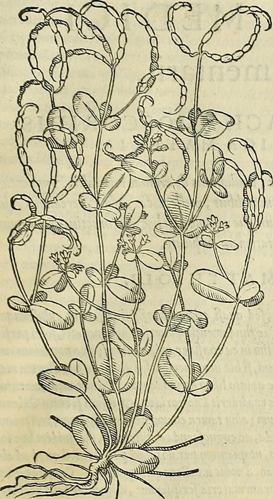 An illustration from Petri Andreae Matthioli Senensis serenissimi Principis Ferdinandi Archiducis Austriae & c., Medici, Commentarii secundo aucti : in libros sex Pedacii Dioscoridis Anazarbei de medica materia. Adiectis quàm plurimis plantarum, & animalium imaginibus quae in priore editione non habentur, eodem authore : his accessit eiusdem apologia adversus Amathum Lusitanum cum censura in eiusdem enarrationes, 1558, leaf 732
