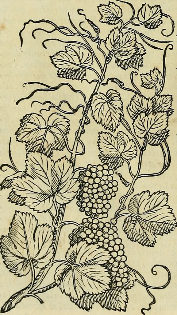 An illustration from Petri Andreae Matthioli Senensis serenissimi Principis Ferdinandi Archiducis Austriae & c., Medici, Commentarii secundo aucti : in libros sex Pedacii Dioscoridis Anazarbei de medica materia. Adiectis quàm plurimis plantarum, & animalium imaginibus quae in priore editione non habentur, eodem authore : his accessit eiusdem apologia adversus Amathum Lusitanum cum censura in eiusdem enarrationes, 1558, leaf 739