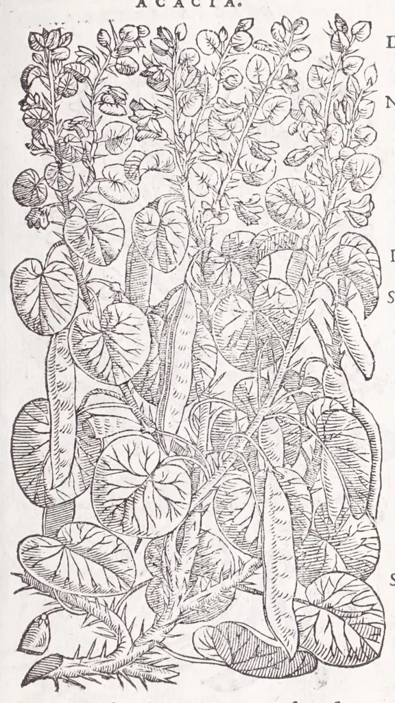 An illustration from Petri Andreae Matthioli senensis, medici, Compendium de plantis omnibus, vnà cum earum iconibus, de quibus scripsit suis in commentariis in Dioscoridem editis, in eorum studiosorum commodum, atque vsum; : qui plantis conquirendis, ac indagandis student : accessit praeterea ad calcem opusculum de itinere, quo è Verona in Baldum montem plantarum refertissimum itur; iisdem studiosis vtilissimum : Francisco Calceolario pharmacopaeo Veronensi auctore : quae quàm sint studiosae prosutura : ex epistolis in huiusce operis initio editis, facile patebit, 1571, leaf 107