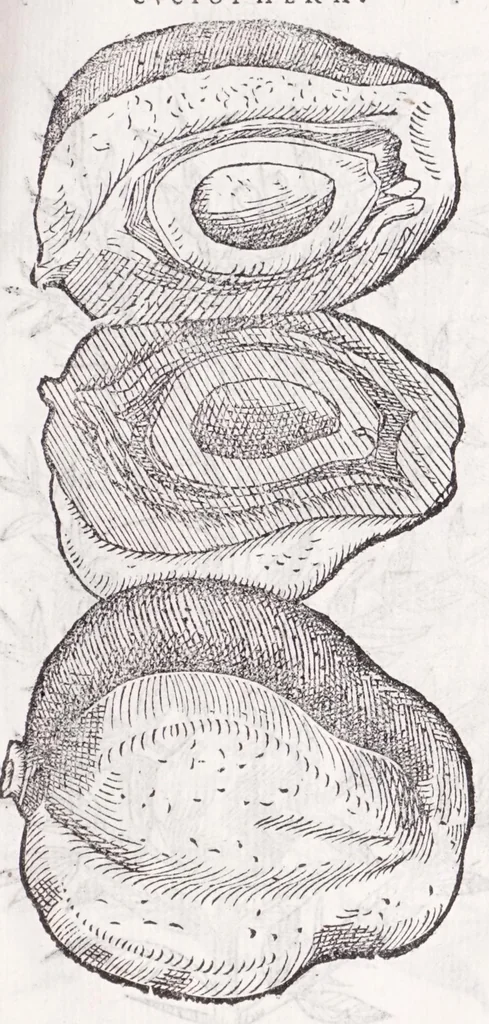 An illustration from Petri Andreae Matthioli senensis, medici, Compendium de plantis omnibus, vnà cum earum iconibus, de quibus scripsit suis in commentariis in Dioscoridem editis, in eorum studiosorum commodum, atque vsum; : qui plantis conquirendis, ac indagandis student : accessit praeterea ad calcem opusculum de itinere, quo è Verona in Baldum montem plantarum refertissimum itur; iisdem studiosis vtilissimum : Francisco Calceolario pharmacopaeo Veronensi auctore : quae quàm sint studiosae prosutura : ex epistolis in huiusce operis initio editis, facile patebit, 1571, leaf 131