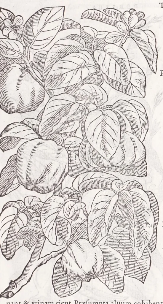An illustration from Petri Andreae Matthioli senensis, medici, Compendium de plantis omnibus, vnà cum earum iconibus, de quibus scripsit suis in commentariis in Dioscoridem editis, in eorum studiosorum commodum, atque vsum; : qui plantis conquirendis, ac indagandis student : accessit praeterea ad calcem opusculum de itinere, quo è Verona in Baldum montem plantarum refertissimum itur; iisdem studiosis vtilissimum : Francisco Calceolario pharmacopaeo Veronensi auctore : quae quàm sint studiosae prosutura : ex epistolis in huiusce operis initio editis, facile patebit, 1571, leaf 143