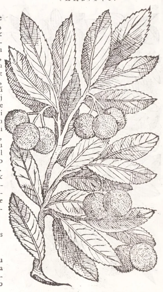 An illustration from Petri Andreae Matthioli senensis, medici, Compendium de plantis omnibus, vnà cum earum iconibus, de quibus scripsit suis in commentariis in Dioscoridem editis, in eorum studiosorum commodum, atque vsum; : qui plantis conquirendis, ac indagandis student : accessit praeterea ad calcem opusculum de itinere, quo è Verona in Baldum montem plantarum refertissimum itur; iisdem studiosis vtilissimum : Francisco Calceolario pharmacopaeo Veronensi auctore : quae quàm sint studiosae prosutura : ex epistolis in huiusce operis initio editis, facile patebit, 1571, leaf 166