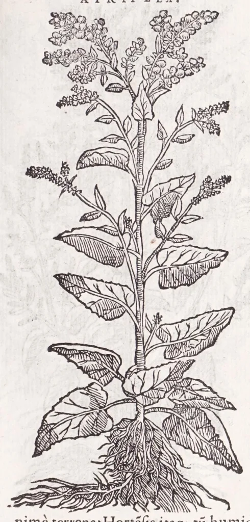 An illustration from Petri Andreae Matthioli senensis, medici, Compendium de plantis omnibus, vnà cum earum iconibus, de quibus scripsit suis in commentariis in Dioscoridem editis, in eorum studiosorum commodum, atque vsum; : qui plantis conquirendis, ac indagandis student : accessit praeterea ad calcem opusculum de itinere, quo è Verona in Baldum montem plantarum refertissimum itur; iisdem studiosis vtilissimum : Francisco Calceolario pharmacopaeo Veronensi auctore : quae quàm sint studiosae prosutura : ex epistolis in huiusce operis initio editis, facile patebit, 1571, leaf 237