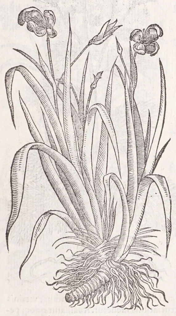 An illustration from Petri Andreae Matthioli senensis, medici, Compendium de plantis omnibus, vnà cum earum iconibus, de quibus scripsit suis in commentariis in Dioscoridem editis, in eorum studiosorum commodum, atque vsum; : qui plantis conquirendis, ac indagandis student : accessit praeterea ad calcem opusculum de itinere, quo è Verona in Baldum montem plantarum refertissimum itur; iisdem studiosis vtilissimum : Francisco Calceolario pharmacopaeo Veronensi auctore : quae quàm sint studiosae prosutura : ex epistolis in huiusce operis initio editis, facile patebit, 1571, leaf 25