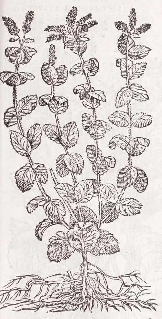 An illustration from Petri Andreae Matthioli senensis, medici, Compendium de plantis omnibus, vnà cum earum iconibus, de quibus scripsit suis in commentariis in Dioscoridem editis, in eorum studiosorum commodum, atque vsum; : qui plantis conquirendis, ac indagandis student : accessit praeterea ad calcem opusculum de itinere, quo è Verona in Baldum montem plantarum refertissimum itur; iisdem studiosis vtilissimum : Francisco Calceolario pharmacopaeo Veronensi auctore : quae quàm sint studiosae prosutura : ex epistolis in huiusce operis initio editis, facile patebit, 1571, leaf 261