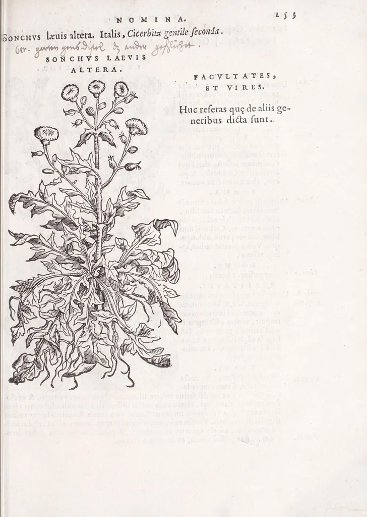 An illustration from Petri Andreae Matthioli senensis, medici, Compendium de plantis omnibus, vnà cum earum iconibus, de quibus scripsit suis in commentariis in Dioscoridem editis, in eorum studiosorum commodum, atque vsum; : qui plantis conquirendis, ac indagandis student : accessit praeterea ad calcem opusculum de itinere, quo è Verona in Baldum montem plantarum refertissimum itur; iisdem studiosis vtilissimum : Francisco Calceolario pharmacopaeo Veronensi auctore : quae quàm sint studiosae prosutura : ex epistolis in huiusce operis initio editis, facile patebit, 1571, leaf 273
