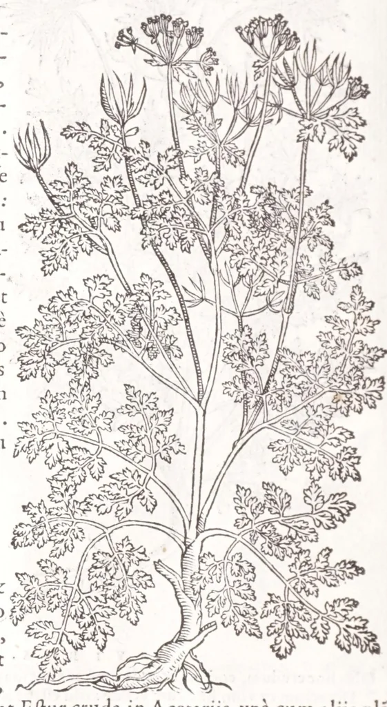 An illustration from Petri Andreae Matthioli senensis, medici, Compendium de plantis omnibus, vnà cum earum iconibus, de quibus scripsit suis in commentariis in Dioscoridem editis, in eorum studiosorum commodum, atque vsum; : qui plantis conquirendis, ac indagandis student : accessit praeterea ad calcem opusculum de itinere, quo è Verona in Baldum montem plantarum refertissimum itur; iisdem studiosis vtilissimum : Francisco Calceolario pharmacopaeo Veronensi auctore : quae quàm sint studiosae prosutura : ex epistolis in huiusce operis initio editis, facile patebit, 1571, leaf 296