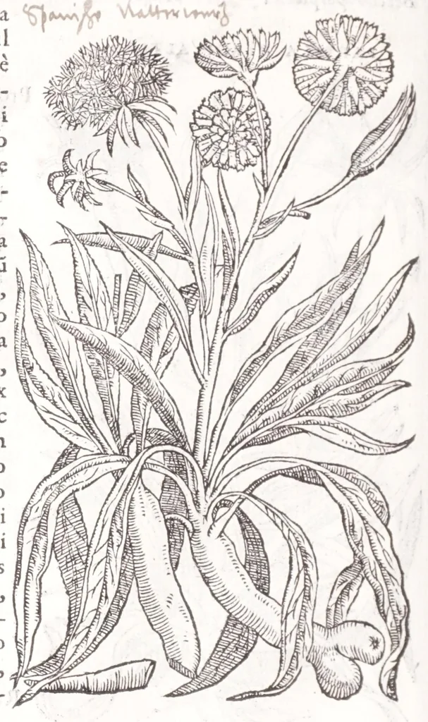 An illustration from Petri Andreae Matthioli senensis, medici, Compendium de plantis omnibus, vnà cum earum iconibus, de quibus scripsit suis in commentariis in Dioscoridem editis, in eorum studiosorum commodum, atque vsum; : qui plantis conquirendis, ac indagandis student : accessit praeterea ad calcem opusculum de itinere, quo è Verona in Baldum montem plantarum refertissimum itur; iisdem studiosis vtilissimum : Francisco Calceolario pharmacopaeo Veronensi auctore : quae quàm sint studiosae prosutura : ex epistolis in huiusce operis initio editis, facile patebit, 1571, leaf 308