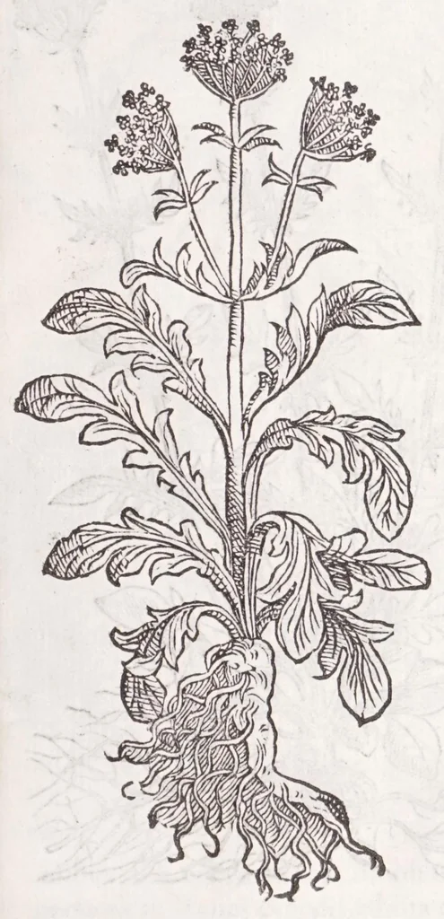 An illustration from Petri Andreae Matthioli senensis, medici, Compendium de plantis omnibus, vnà cum earum iconibus, de quibus scripsit suis in commentariis in Dioscoridem editis, in eorum studiosorum commodum, atque vsum; : qui plantis conquirendis, ac indagandis student : accessit praeterea ad calcem opusculum de itinere, quo è Verona in Baldum montem plantarum refertissimum itur; iisdem studiosis vtilissimum : Francisco Calceolario pharmacopaeo Veronensi auctore : quae quàm sint studiosae prosutura : ex epistolis in huiusce operis initio editis, facile patebit, 1571, leaf 37