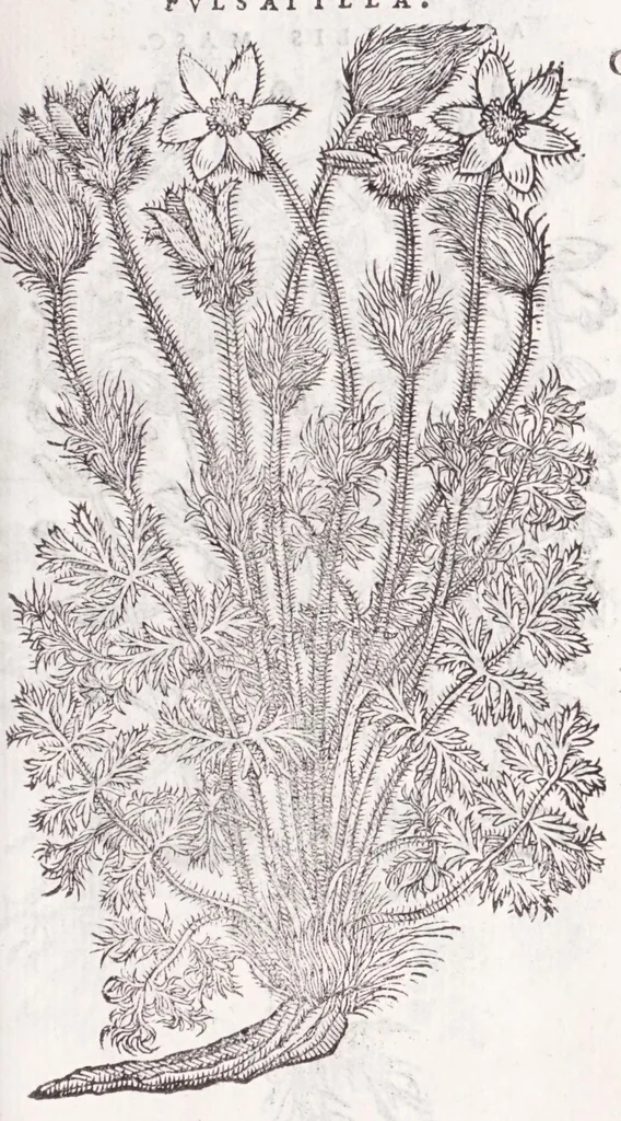An illustration from Petri Andreae Matthioli senensis, medici, Compendium de plantis omnibus, vnà cum earum iconibus, de quibus scripsit suis in commentariis in Dioscoridem editis, in eorum studiosorum commodum, atque vsum; : qui plantis conquirendis, ac indagandis student : accessit praeterea ad calcem opusculum de itinere, quo è Verona in Baldum montem plantarum refertissimum itur; iisdem studiosis vtilissimum : Francisco Calceolario pharmacopaeo Veronensi auctore : quae quàm sint studiosae prosutura : ex epistolis in huiusce operis initio editis, facile patebit, 1571, leaf 379