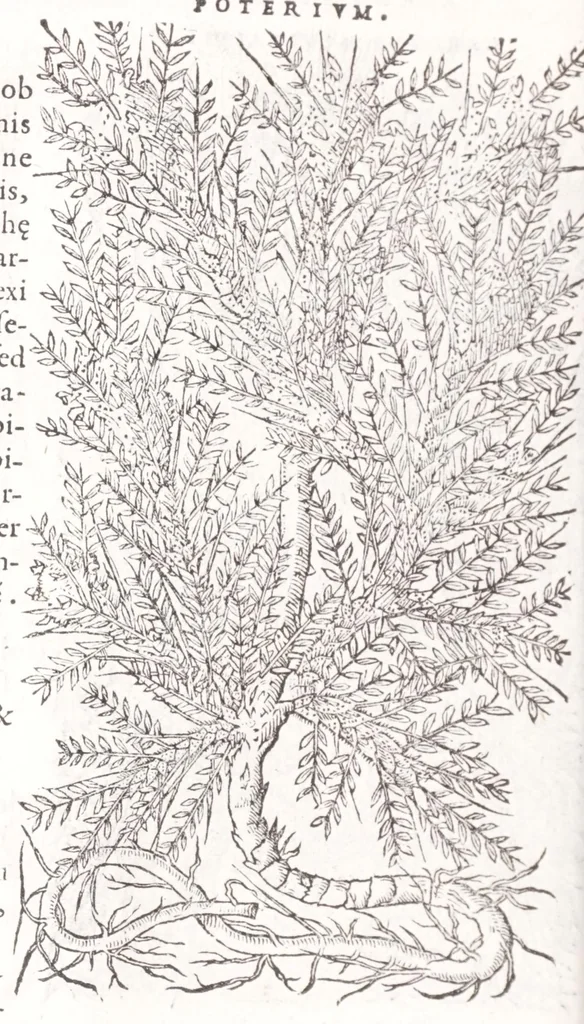 An illustration from Petri Andreae Matthioli senensis, medici, Compendium de plantis omnibus, vnà cum earum iconibus, de quibus scripsit suis in commentariis in Dioscoridem editis, in eorum studiosorum commodum, atque vsum; : qui plantis conquirendis, ac indagandis student : accessit praeterea ad calcem opusculum de itinere, quo è Verona in Baldum montem plantarum refertissimum itur; iisdem studiosis vtilissimum : Francisco Calceolario pharmacopaeo Veronensi auctore : quae quàm sint studiosae prosutura : ex epistolis in huiusce operis initio editis, facile patebit, 1571, leaf 414