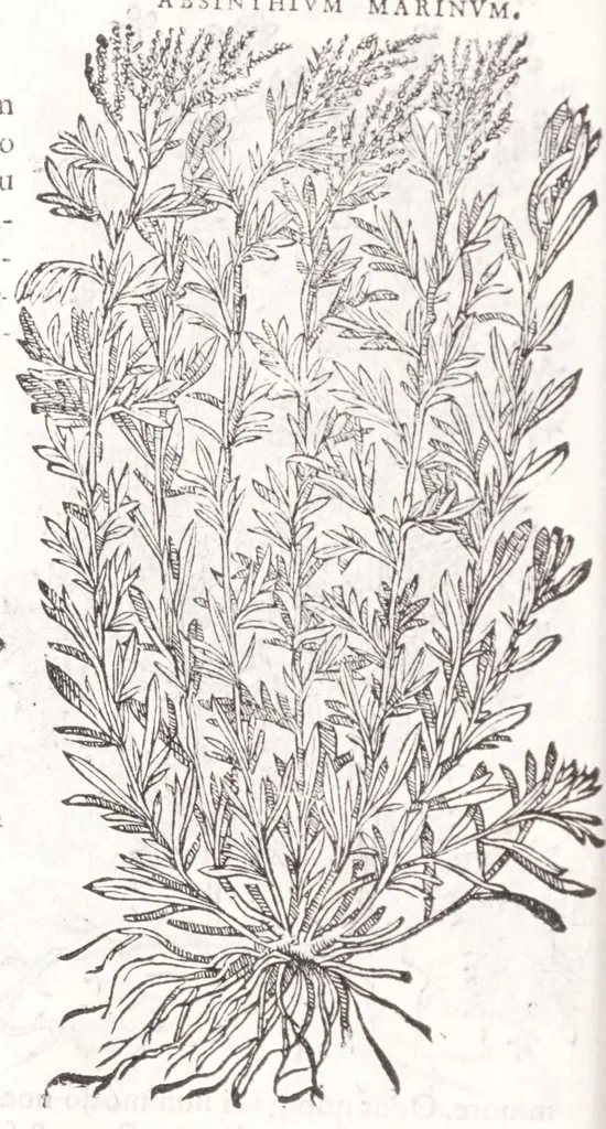 An illustration from Petri Andreae Matthioli senensis, medici, Compendium de plantis omnibus, vnà cum earum iconibus, de quibus scripsit suis in commentariis in Dioscoridem editis, in eorum studiosorum commodum, atque vsum; : qui plantis conquirendis, ac indagandis student : accessit praeterea ad calcem opusculum de itinere, quo è Verona in Baldum montem plantarum refertissimum itur; iisdem studiosis vtilissimum : Francisco Calceolario pharmacopaeo Veronensi auctore : quae quàm sint studiosae prosutura : ex epistolis in huiusce operis initio editis, facile patebit, 1571, leaf 426