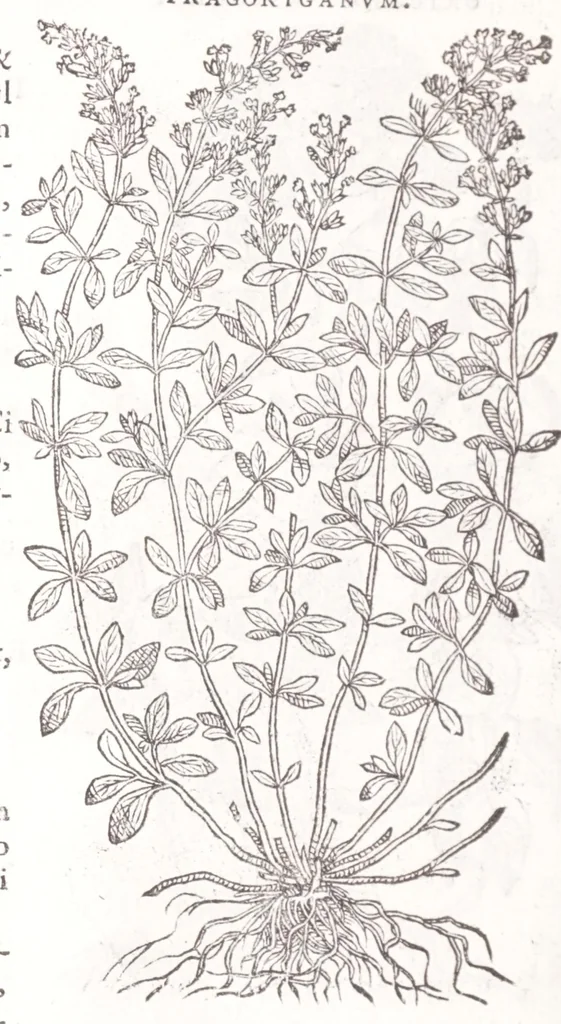 An illustration from Petri Andreae Matthioli senensis, medici, Compendium de plantis omnibus, vnà cum earum iconibus, de quibus scripsit suis in commentariis in Dioscoridem editis, in eorum studiosorum commodum, atque vsum; : qui plantis conquirendis, ac indagandis student : accessit praeterea ad calcem opusculum de itinere, quo è Verona in Baldum montem plantarum refertissimum itur; iisdem studiosis vtilissimum : Francisco Calceolario pharmacopaeo Veronensi auctore : quae quàm sint studiosae prosutura : ex epistolis in huiusce operis initio editis, facile patebit, 1571, leaf 438