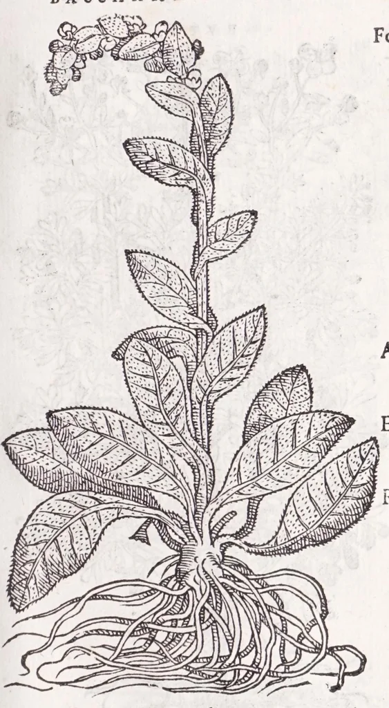 An illustration from Petri Andreae Matthioli senensis, medici, Compendium de plantis omnibus, vnà cum earum iconibus, de quibus scripsit suis in commentariis in Dioscoridem editis, in eorum studiosorum commodum, atque vsum; : qui plantis conquirendis, ac indagandis student : accessit praeterea ad calcem opusculum de itinere, quo è Verona in Baldum montem plantarum refertissimum itur; iisdem studiosis vtilissimum : Francisco Calceolario pharmacopaeo Veronensi auctore : quae quàm sint studiosae prosutura : ex epistolis in huiusce operis initio editis, facile patebit, 1571, leaf 461